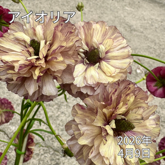 ラナンキュラスラックス_アイオリア 綾園芸さんが作出されたラナンキュラスラックス キラキラ花びら 毎年よく咲く 球根 2026年4月9日現在