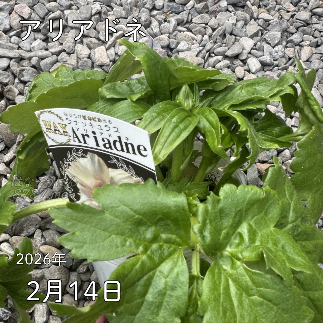 ラナンキュラスラックス_アリアドネ 綾園芸さんが作出されたラナンキュラスラックス キラキラ花びら 毎年よく咲く 球根 2026年2月14日現在