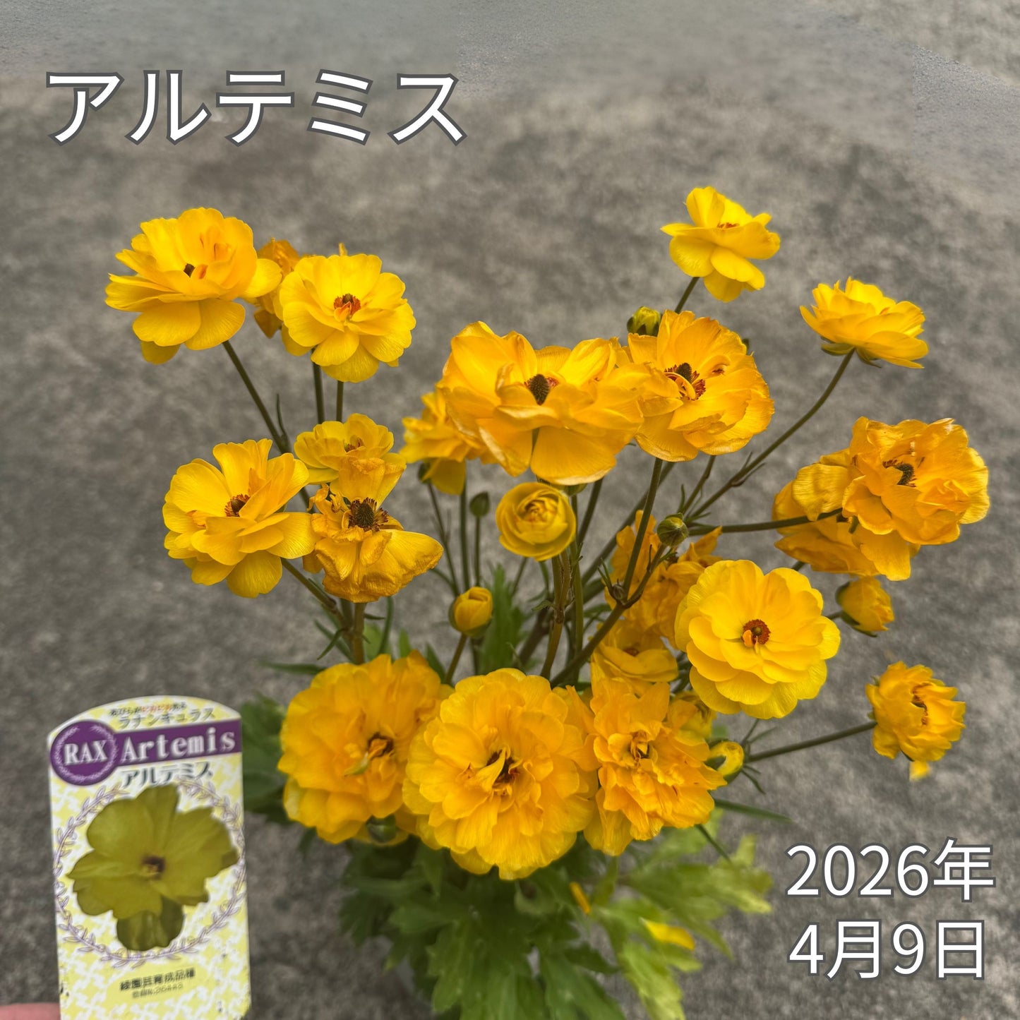 ラナンキュラスラックス_アルテミス綾園芸さんが作出されたラナンキュラスラックス キラキラ花びら 毎年よく咲く 球根 2026年4月9日現在