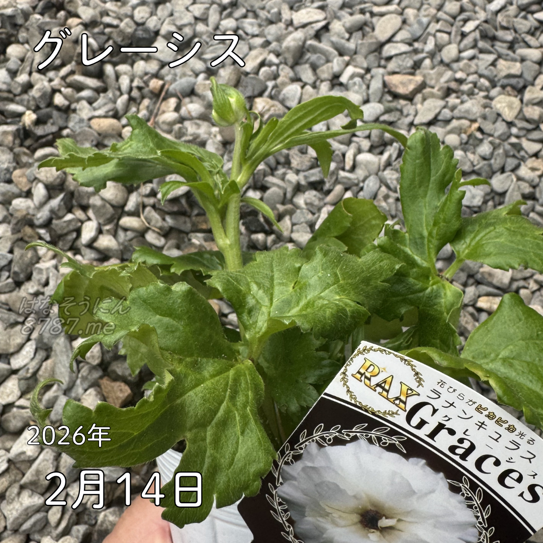 ラナンキュラスラックス_グレーシス 綾園芸さんが作出されたラナンキュラスラックス キラキラ花びら 毎年よく咲く 球根 2026年2月14日現在
