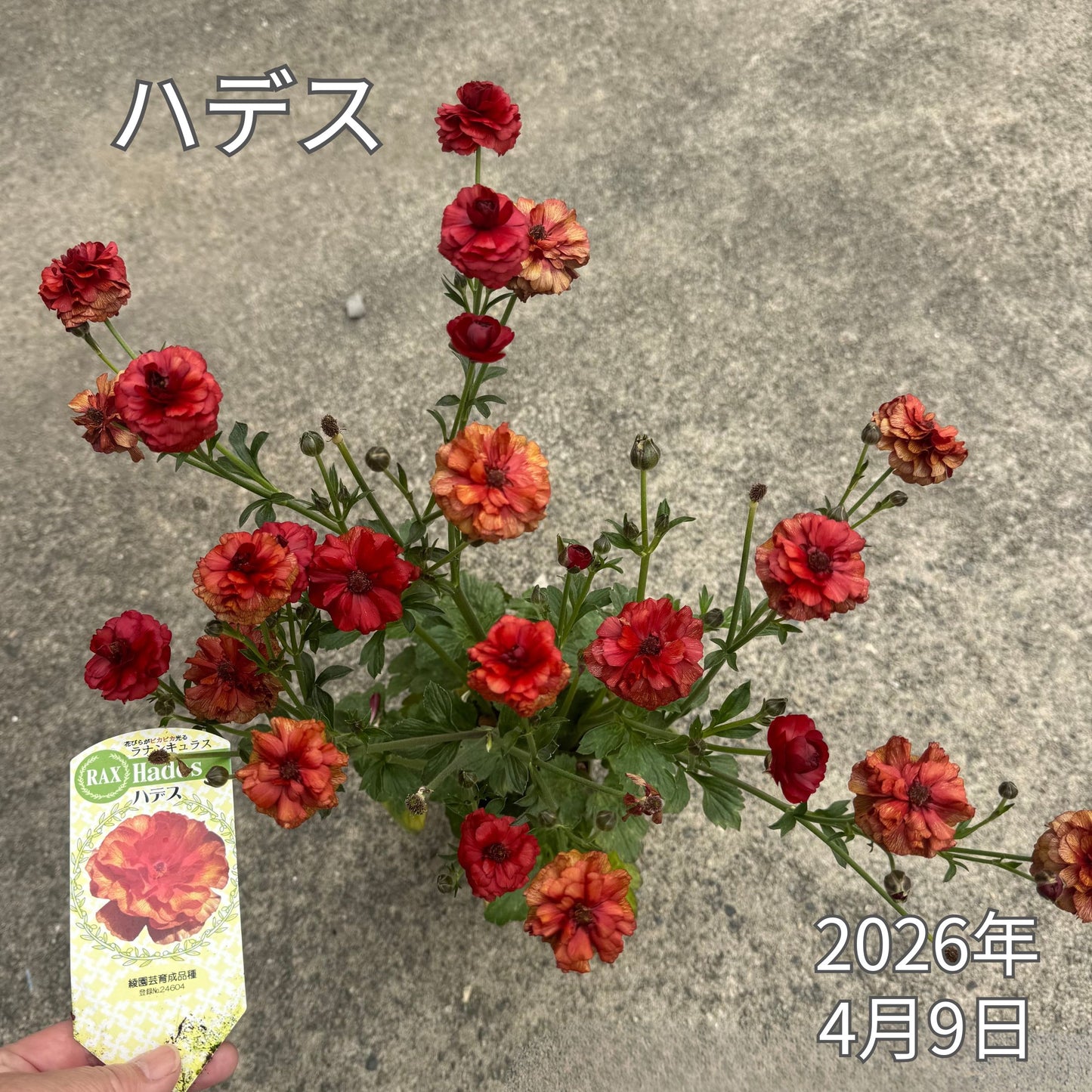 ラナンキュラスラックス_ハデス綾園芸さんが作出されたラナンキュラスラックス キラキラ花びら 毎年よく咲く 球根 2026年4月9日現在
