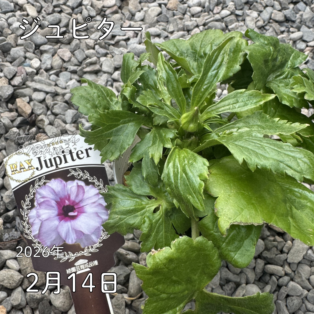 ラナンキュラスラックス_ジュピター 綾園芸さんが作出されたラナンキュラスラックス キラキラ花びら 毎年よく咲く 球根 2026年2月14日現在