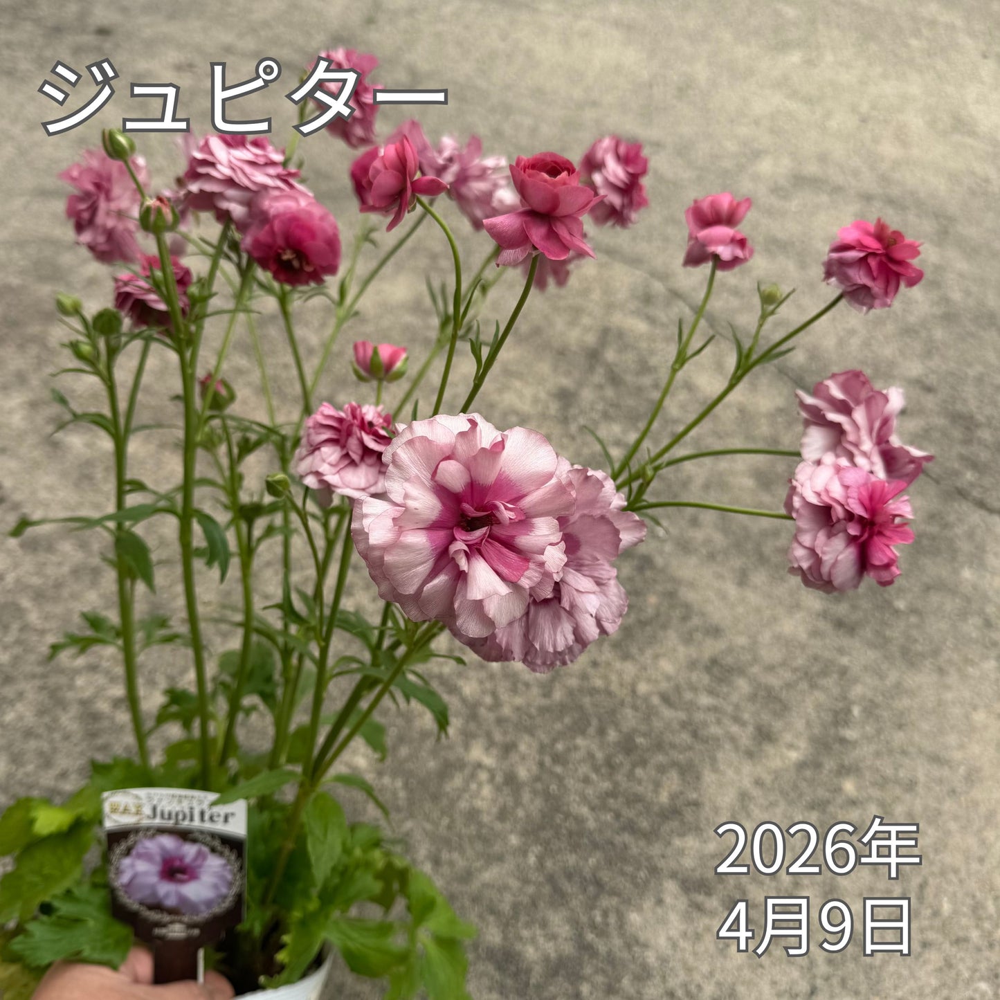 ラナンキュラスラックス_ジュピター綾園芸さんが作出されたラナンキュラスラックス キラキラ花びら 毎年よく咲く 球根 2026年4月9日現在