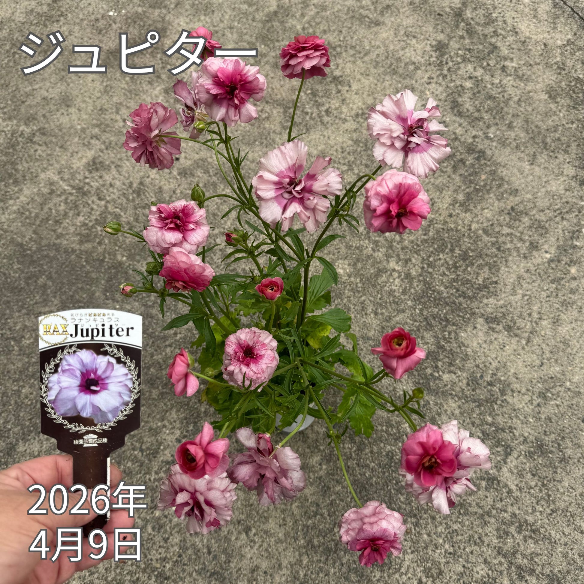 ラナンキュラスラックス_ジュピター綾園芸さんが作出されたラナンキュラスラックス キラキラ花びら 毎年よく咲く 球根 2026年4月9日現在