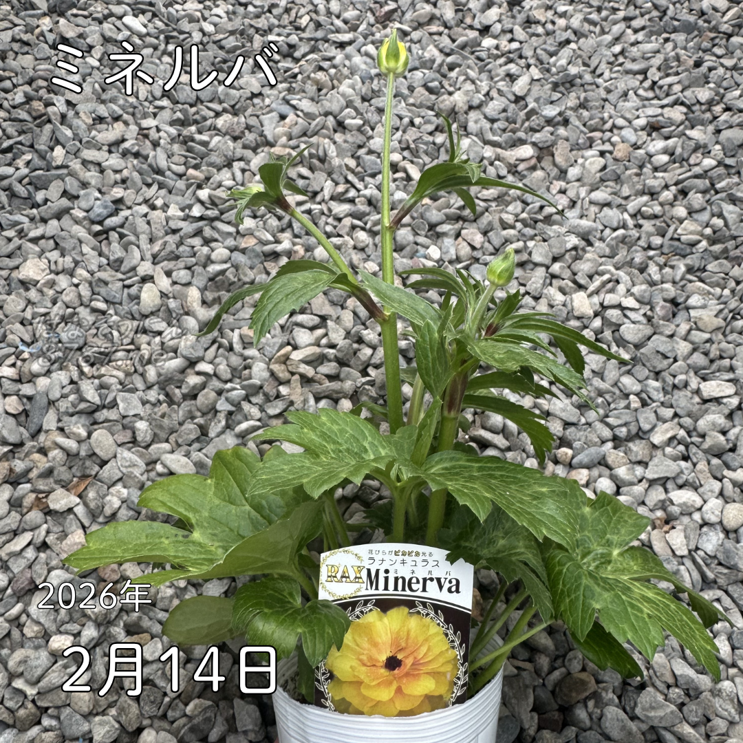 ラナンキュラスラックス_ミネルバ 綾園芸さんが作出されたラナンキュラスラックス キラキラ花びら 毎年よく咲く 球根 2026年2月14日現在