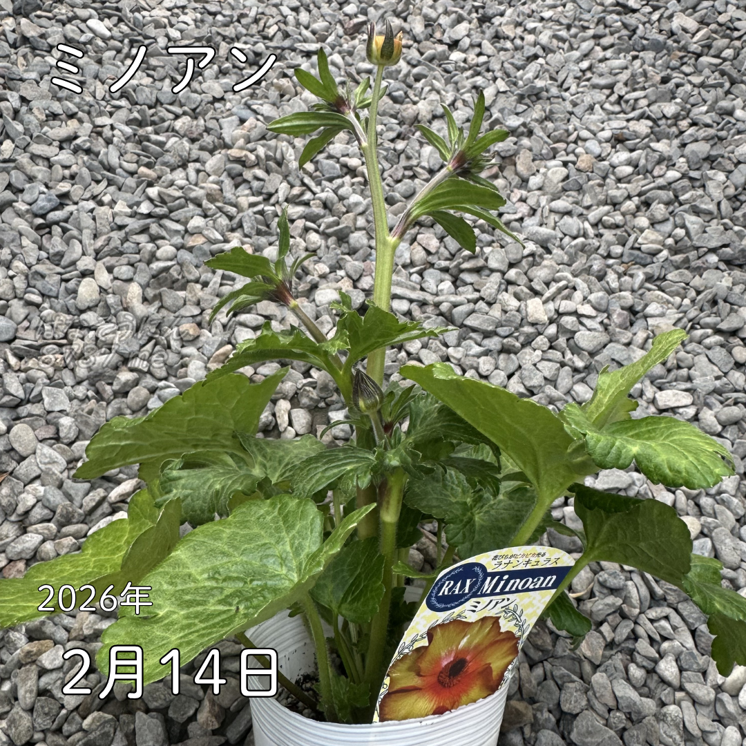 ラナンキュラスラックス_ミノアン 綾園芸さんが作出されたラナンキュラスラックス キラキラ花びら 毎年よく咲く 球根 2026年2月14日現在