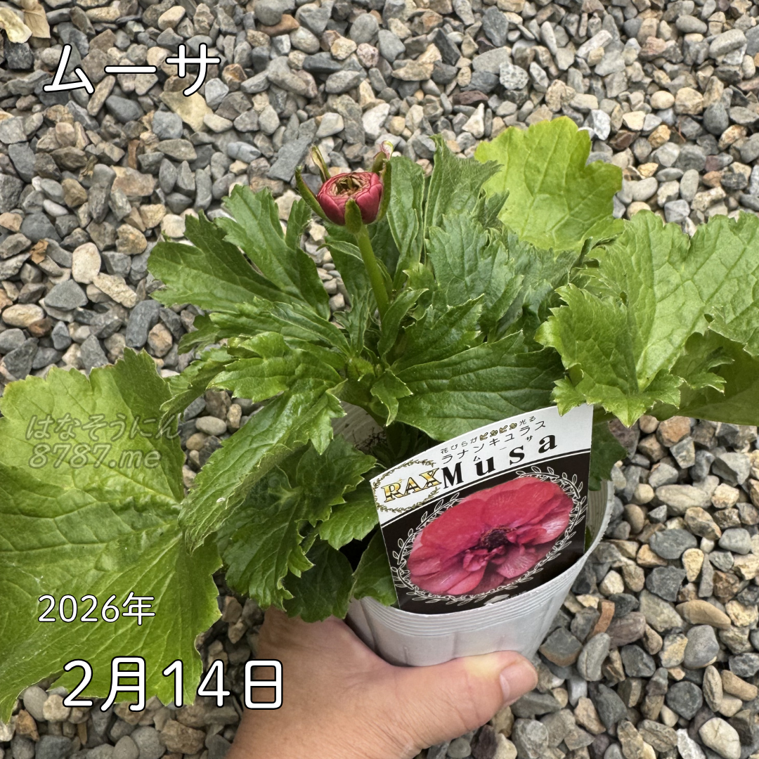 ラナンキュラスラックス_ムーサ 綾園芸さんが作出されたラナンキュラスラックス キラキラ花びら 毎年よく咲く 球根 2026年2月14日現在