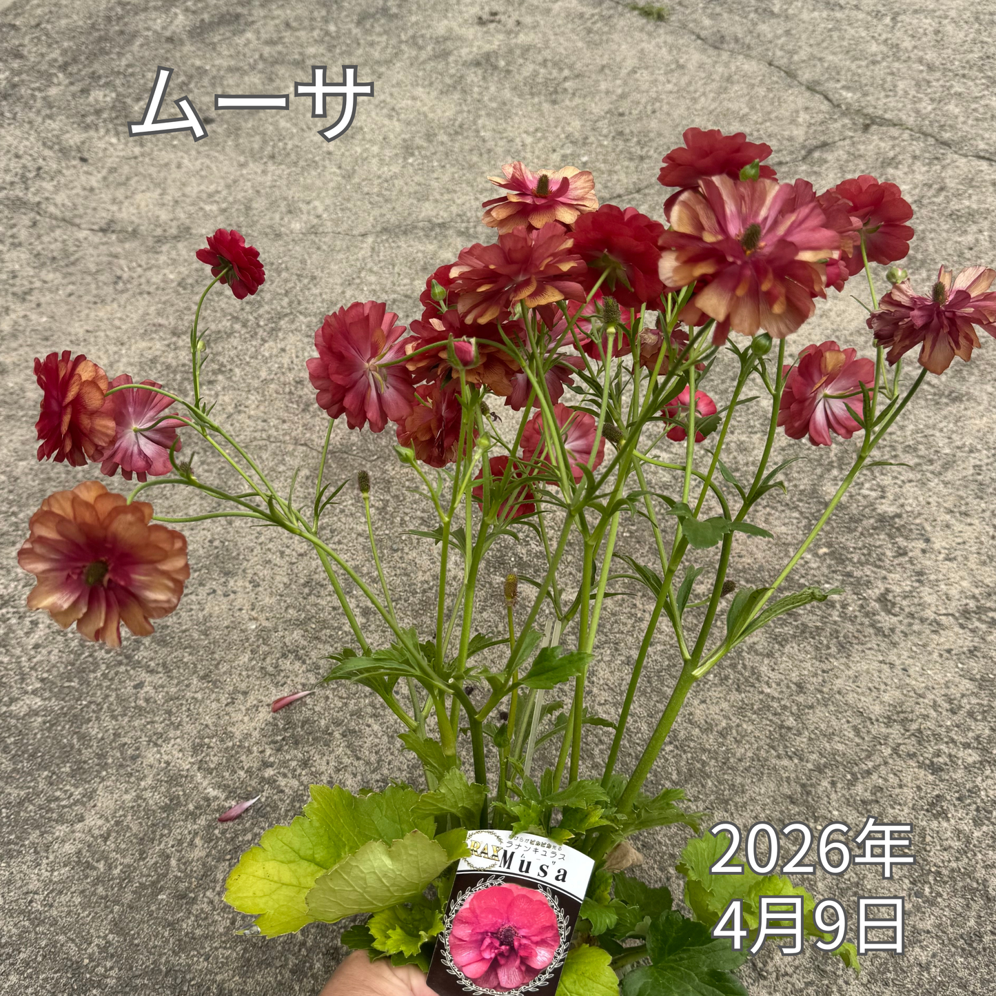 ラナンキュラスラックス_ムーサ 綾園芸さんが作出されたラナンキュラスラックス キラキラ花びら 毎年よく咲く 球根 2026年4月9日現在