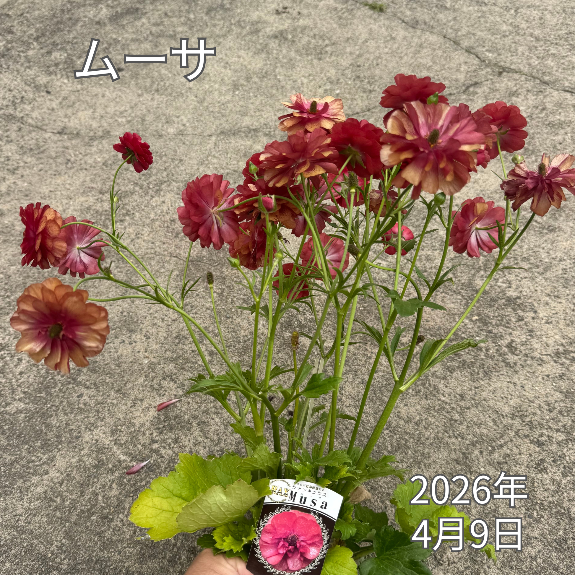 ラナンキュラスラックス_ムーサ 綾園芸さんが作出されたラナンキュラスラックス キラキラ花びら 毎年よく咲く 球根 2026年4月9日現在