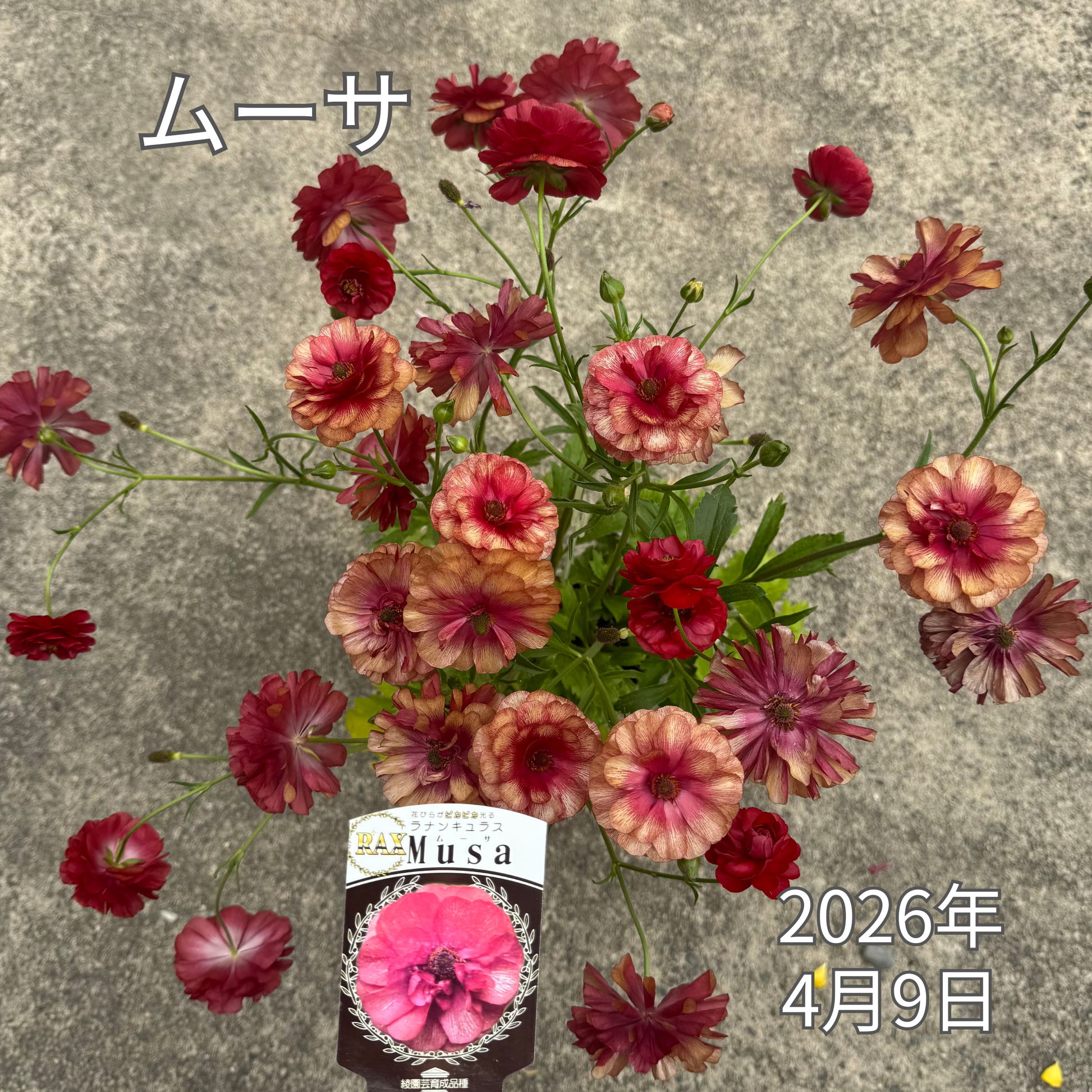 ラナンキュラスラックス_ムーサ 綾園芸さんが作出されたラナンキュラスラックス キラキラ花びら 毎年よく咲く 球根 2026年4月9日現在上から