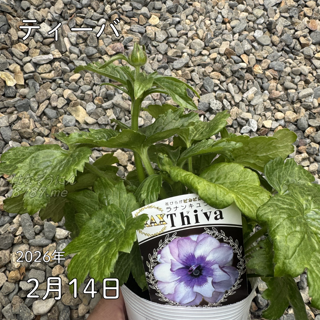 ラナンキュラス ラックス_ティーバ3.5号