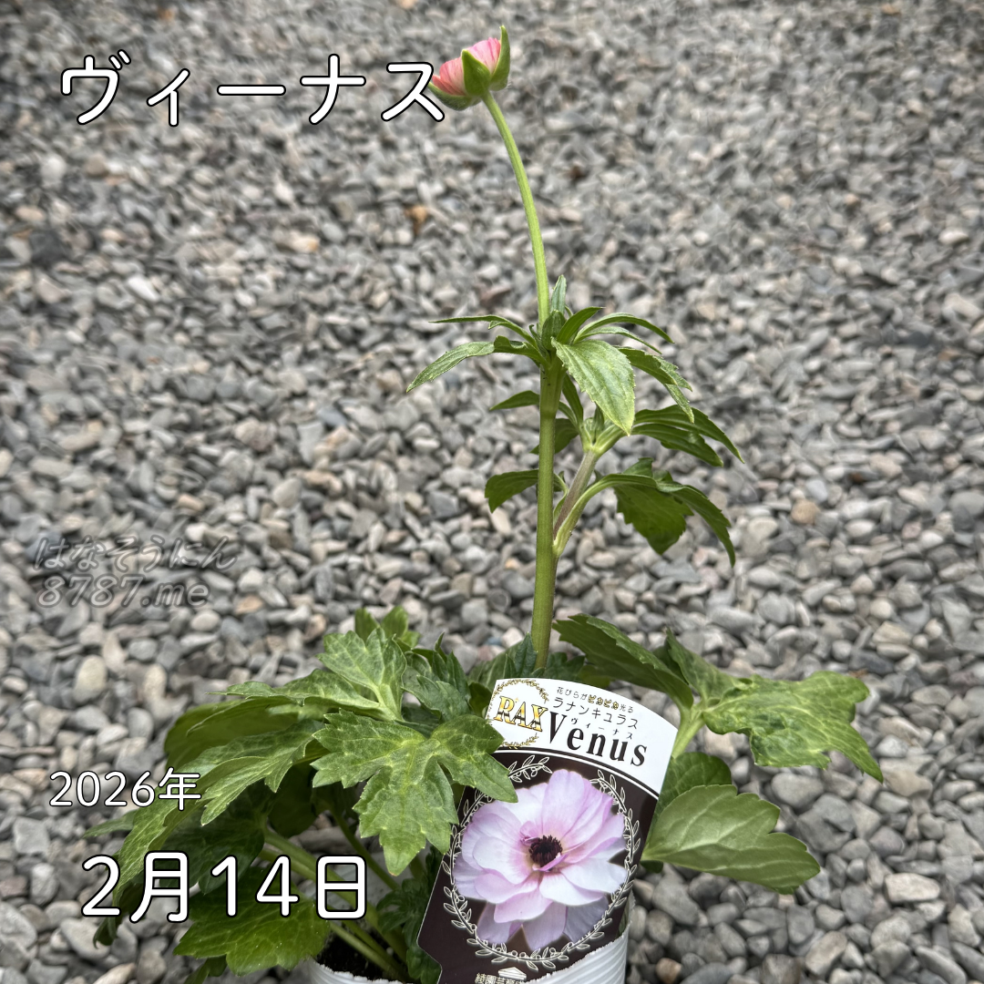 ラナンキュラスラックス_ヴィーナス 綾園芸さんが作出されたラナンキュラスラックス キラキラ花びら 毎年よく咲く 球根 2026年2月14日現在