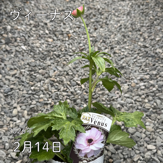 ラナンキュラスラックス_ヴィーナス 綾園芸さんが作出されたラナンキュラスラックス キラキラ花びら 毎年よく咲く 球根 2026年2月14日現在