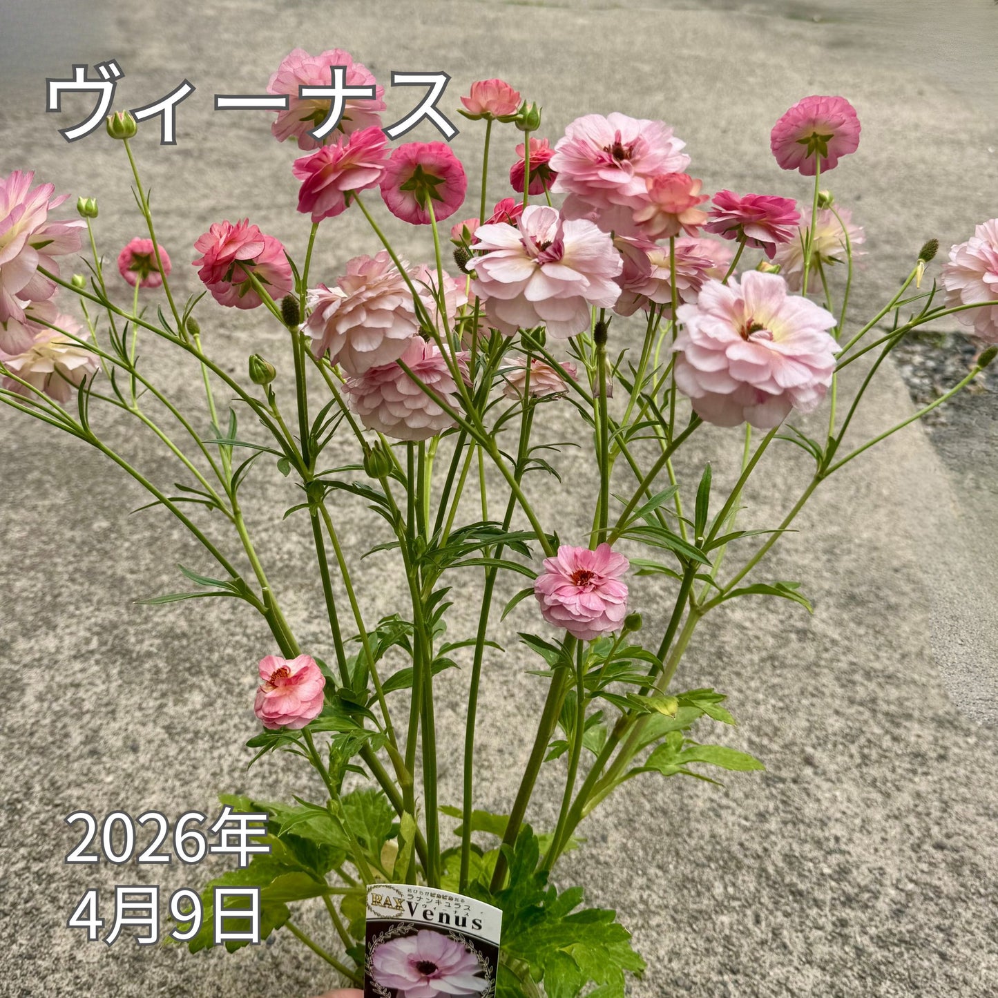 ラナンキュラスラックス_ヴィーナス綾園芸さんが作出されたラナンキュラスラックス キラキラ花びら 毎年よく咲く 球根 2026年4月9日現在