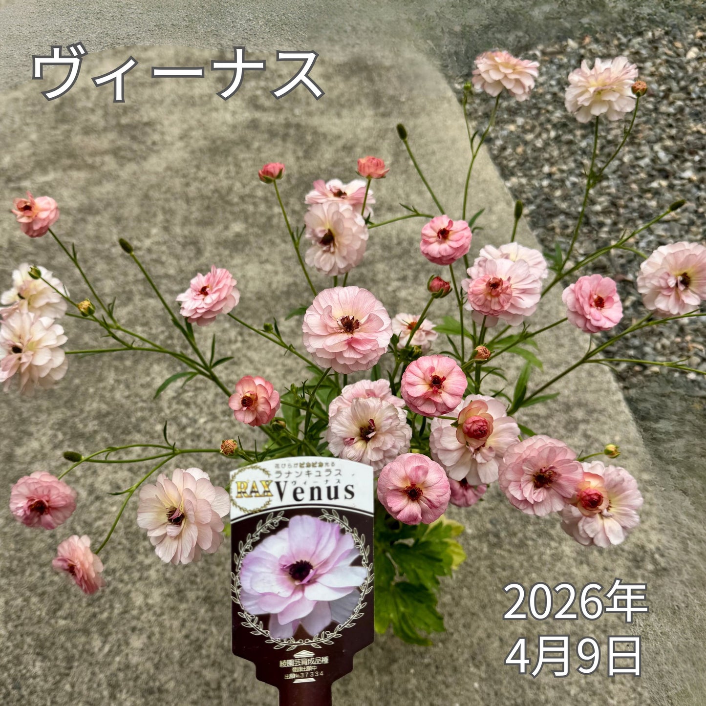 ラナンキュラスラックス_ヴィーナス綾園芸さんが作出されたラナンキュラスラックス キラキラ花びら 毎年よく咲く 球根 2026年4月9日現在