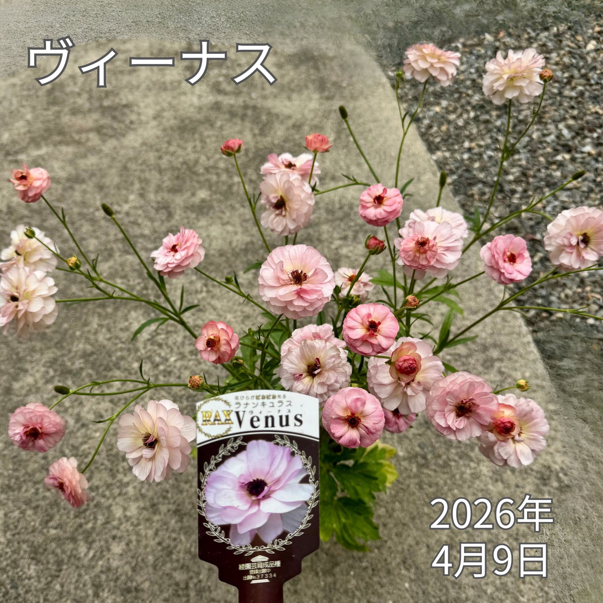 ラナンキュラスラックス_ヴィーナス綾園芸さんが作出されたラナンキュラスラックス キラキラ花びら 毎年よく咲く 球根 2026年4月9日現在