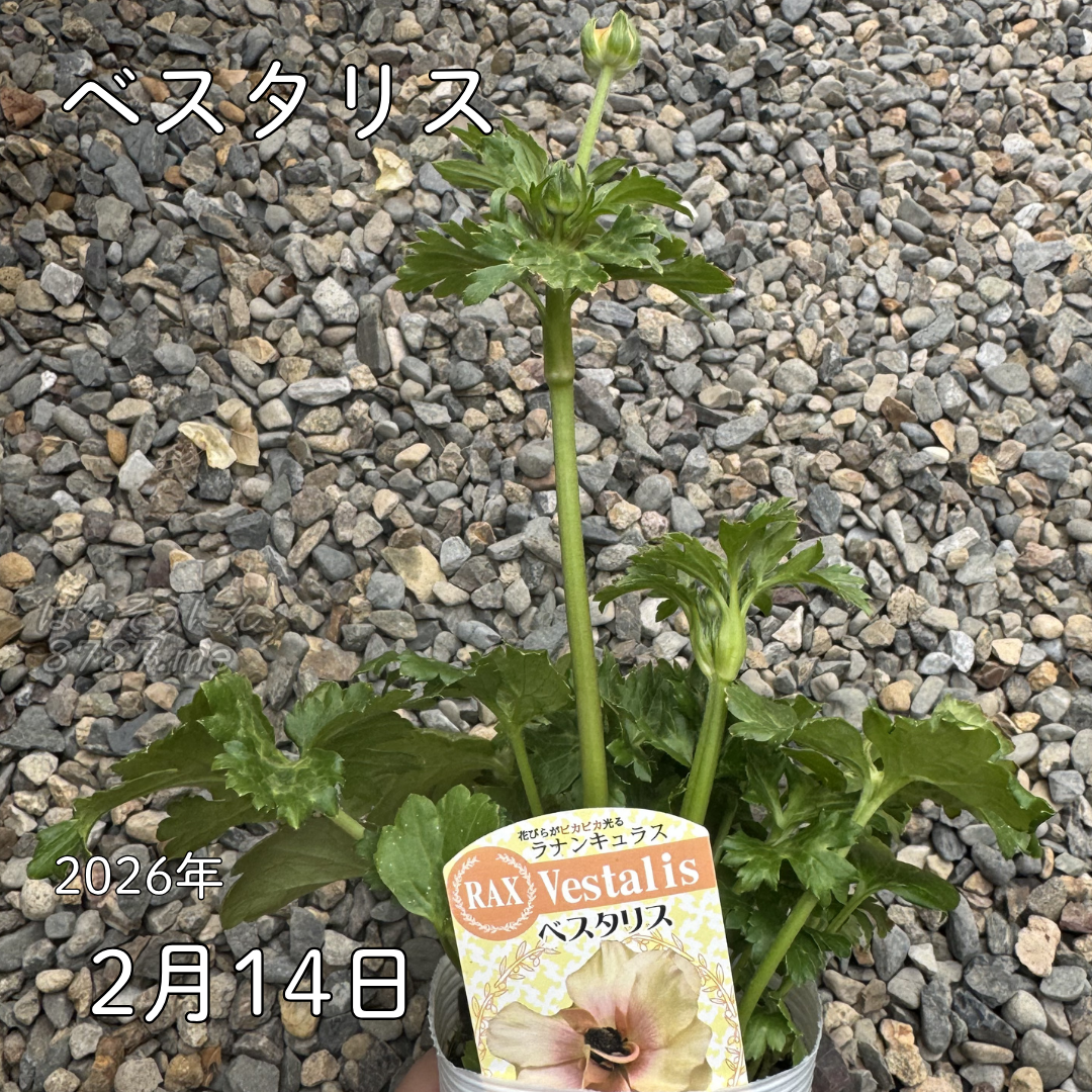 宿根草【タグ付】ラナンキュラスラックス『エリス・ベスタリス』２セット　寄せ植え ラナンキュラス ラックス】ベスタリス3.5号 | はなそうにんオゼジュン