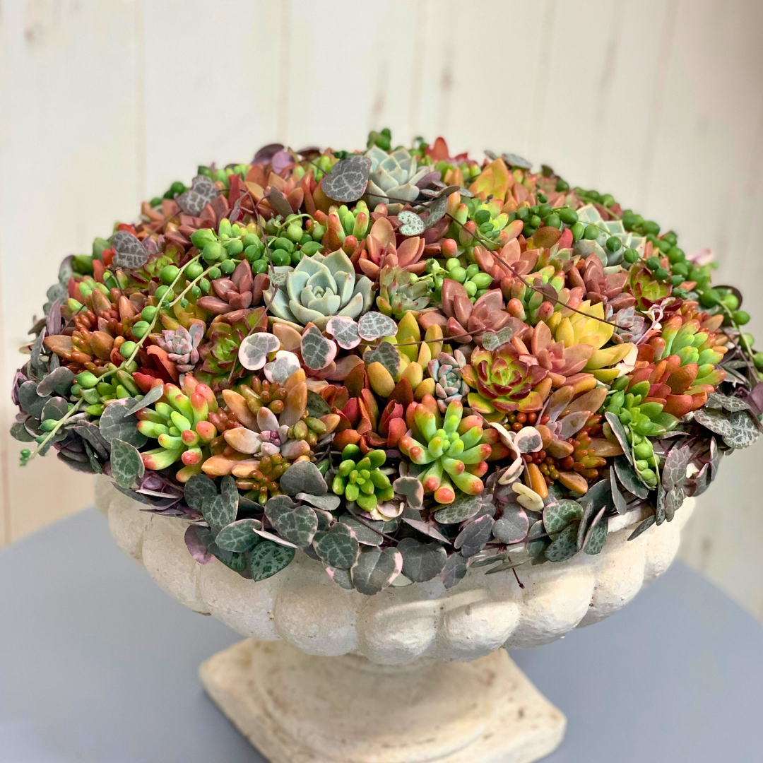 宝石のような多肉植物の寄せ植えギャザリング　メイン画像　はなそうにん オゼジュン先生のプランツギャザリング 寄せ植え