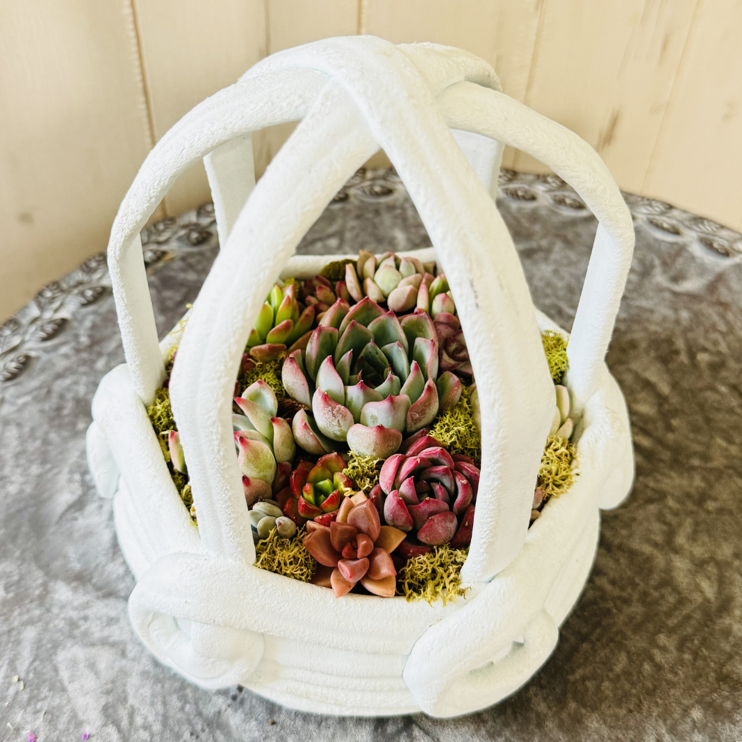 綱木紋鉢 とりかご 多肉植物の寄せ植えギャザリング作品例 はなそうにん オゼジュン先生のプランツギャザリング 寄せ植え用植木鉢
