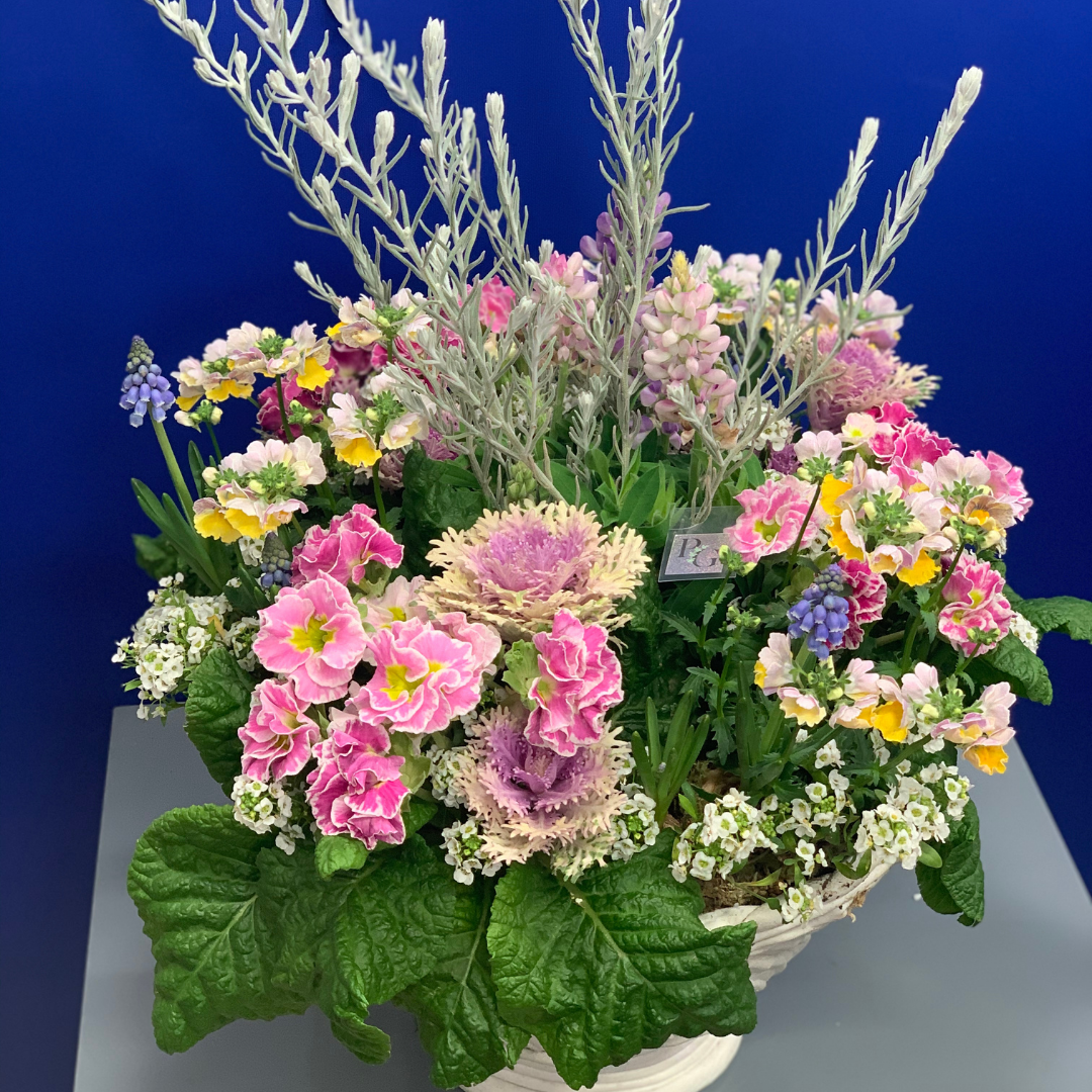 綱木紋鉢 花かご プリムラジュリアン エレモフィラニベア ネメシア ムスカリを使った春のギャザリング寄せ植え作品例 はなそうにん オゼジュン先生のプランツギャザリング 寄せ植え用植木鉢