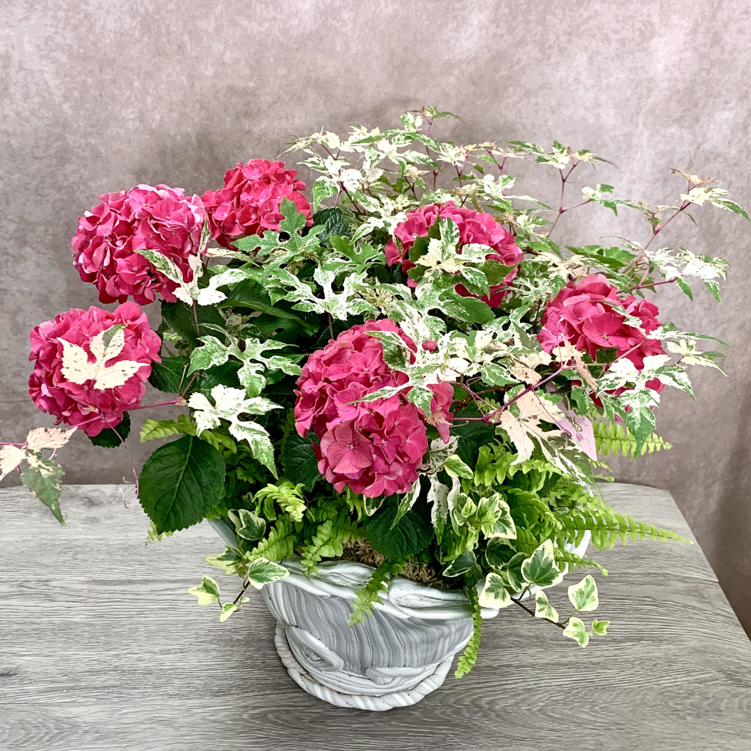 綱木紋鉢 ハイジ持ち手なしであじさい、アメリカツタを使った初夏のギャザリング寄せ植え作品例 第2回花友フェスタステージイベントのデモンストレーションで作りました。はなそうにん オゼジュン先生のプランツギャザリング 寄せ植え用植木鉢