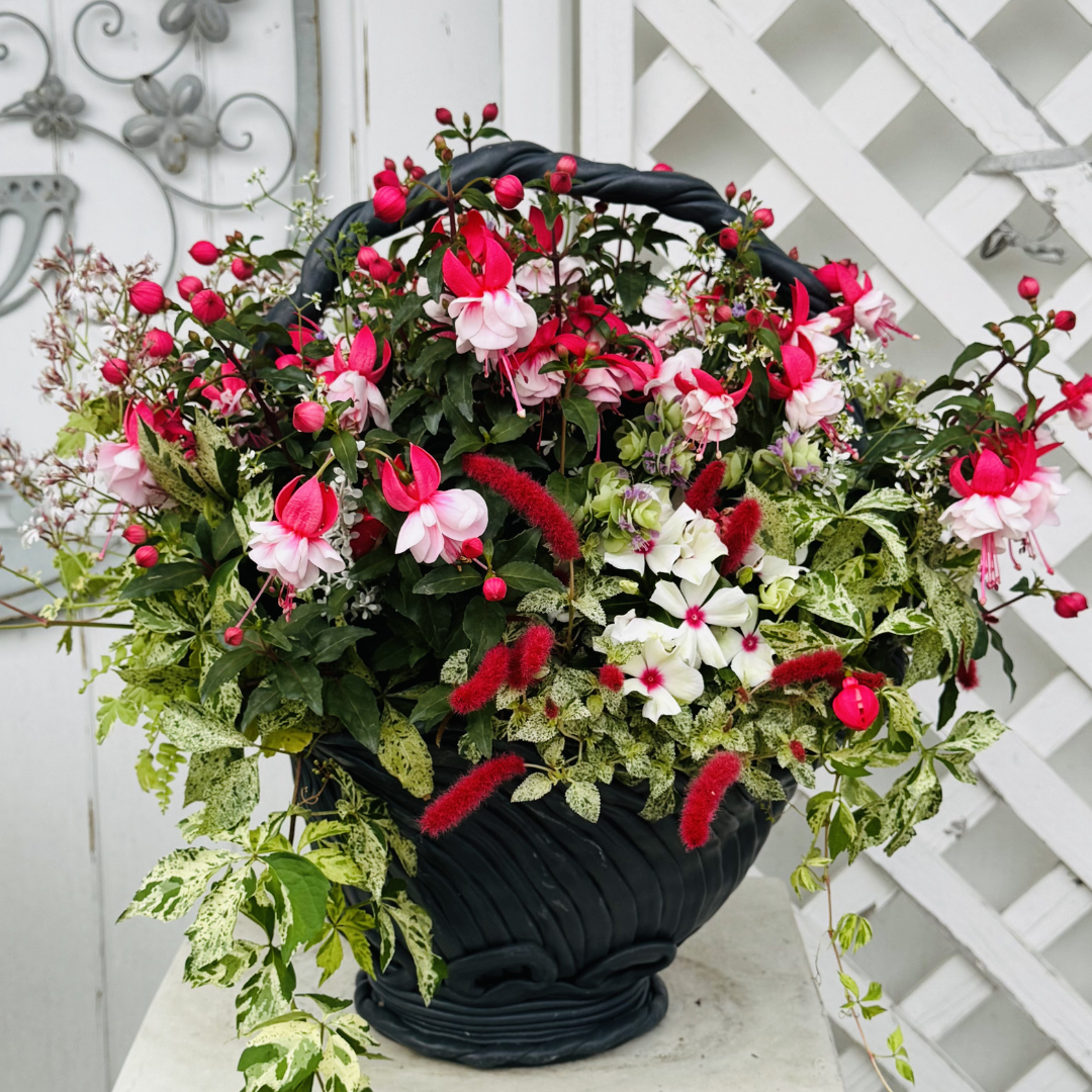 綱木紋鉢 ハイジ持ち手付き フクシア 日日草 アメリカつたを使った寄せ植えギャザリング作品例 はなそうにん オゼジュン先生のプランツギャザリング 寄せ植え用植木鉢