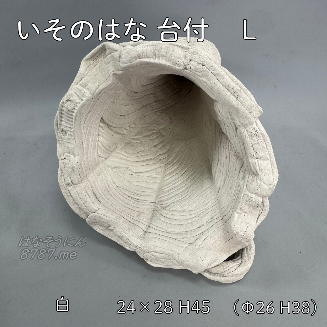 綱木紋鉢 いそのはな Lサイズ 上面アングル