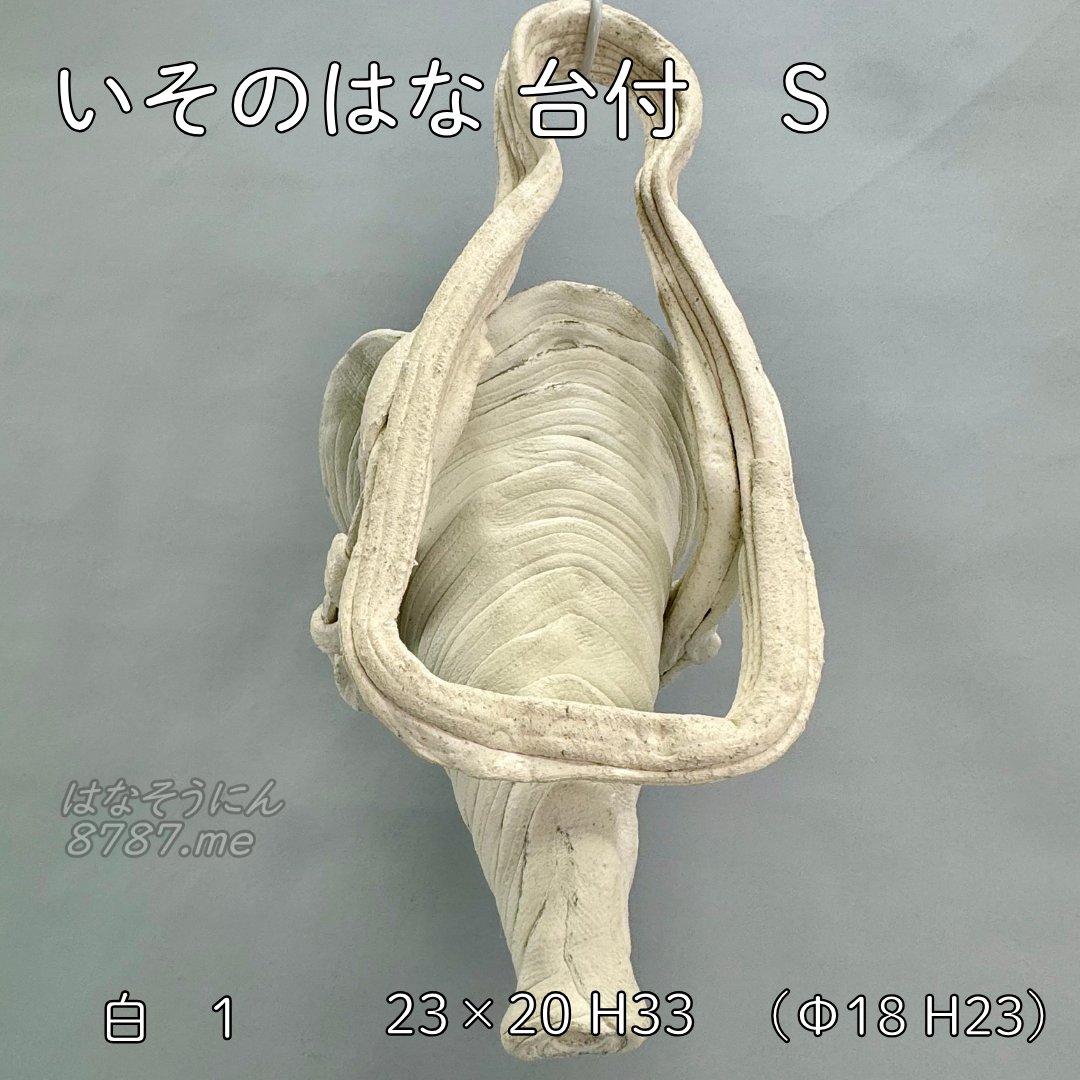 綱木紋鉢 いそのはな Sサイズ 白 背面アングル