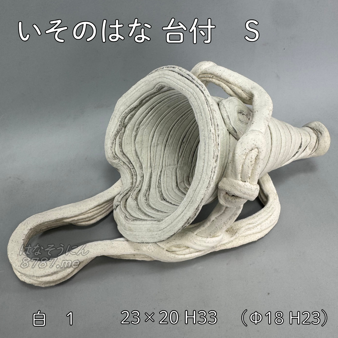綱木紋鉢 いそのはな Sサイズ 白 寝かせて使用した状態