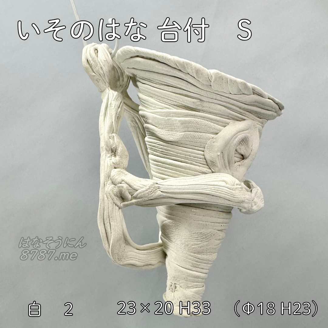 綱木紋鉢 いそのはな Sサイズ 白 側面アングル1