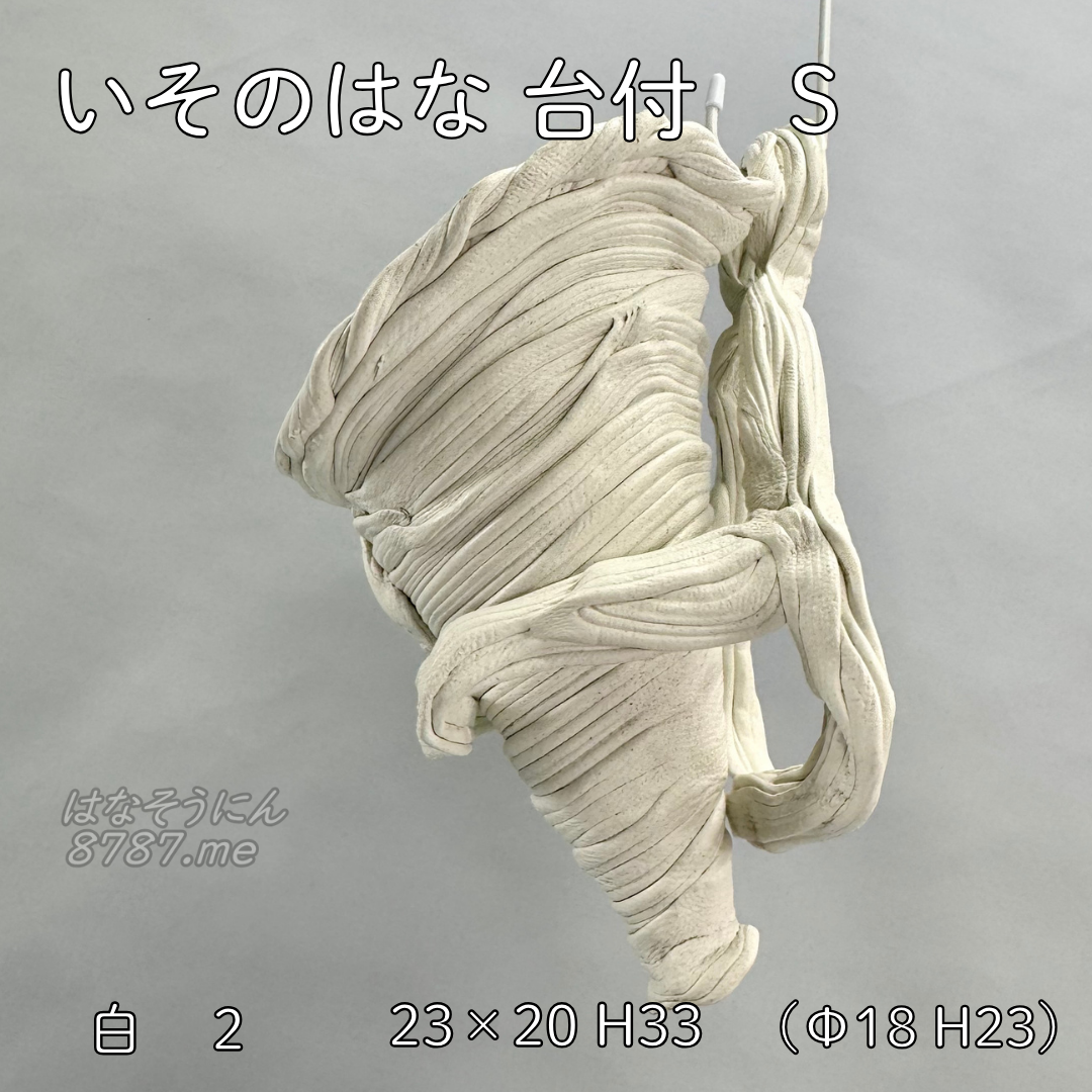 綱木紋鉢 いそのはな Sサイズ 白 側面アングル2