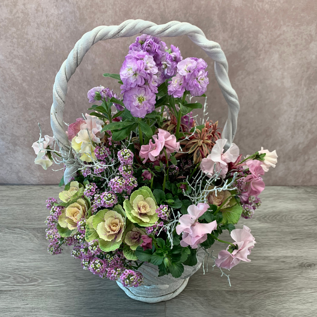 綱木紋鉢 ジュリアン プランツギャザリング作品例 ストック パンジー スイートアリッサム 葉ボタン はなそうにん オゼジュン先生のプランツギャザリング 寄せ植え