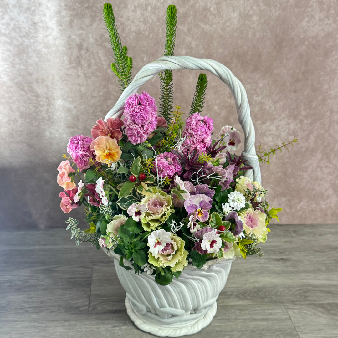 綱木紋鉢 ジュリアン プランツギャザリング作品例 エリカセシリフローラ ストック パンジー 葉ボタン はなそうにん オゼジュン先生のプランツギャザリング 寄せ植え