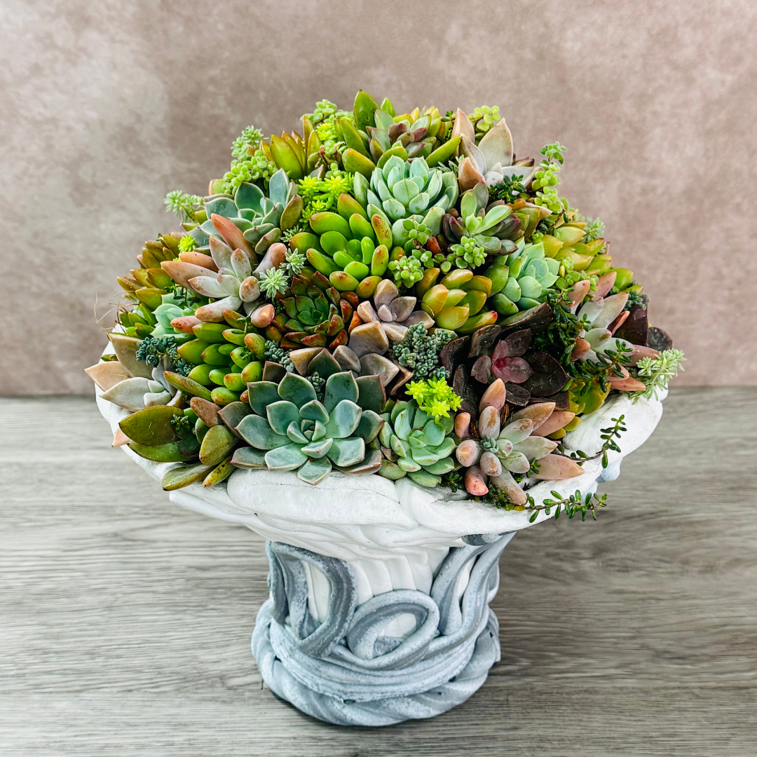 綱木紋鉢 きのこ鉢 多肉植物のマウントギャザリング はなそうにん オゼジュン先生のプランツギャザリング 寄せ植え