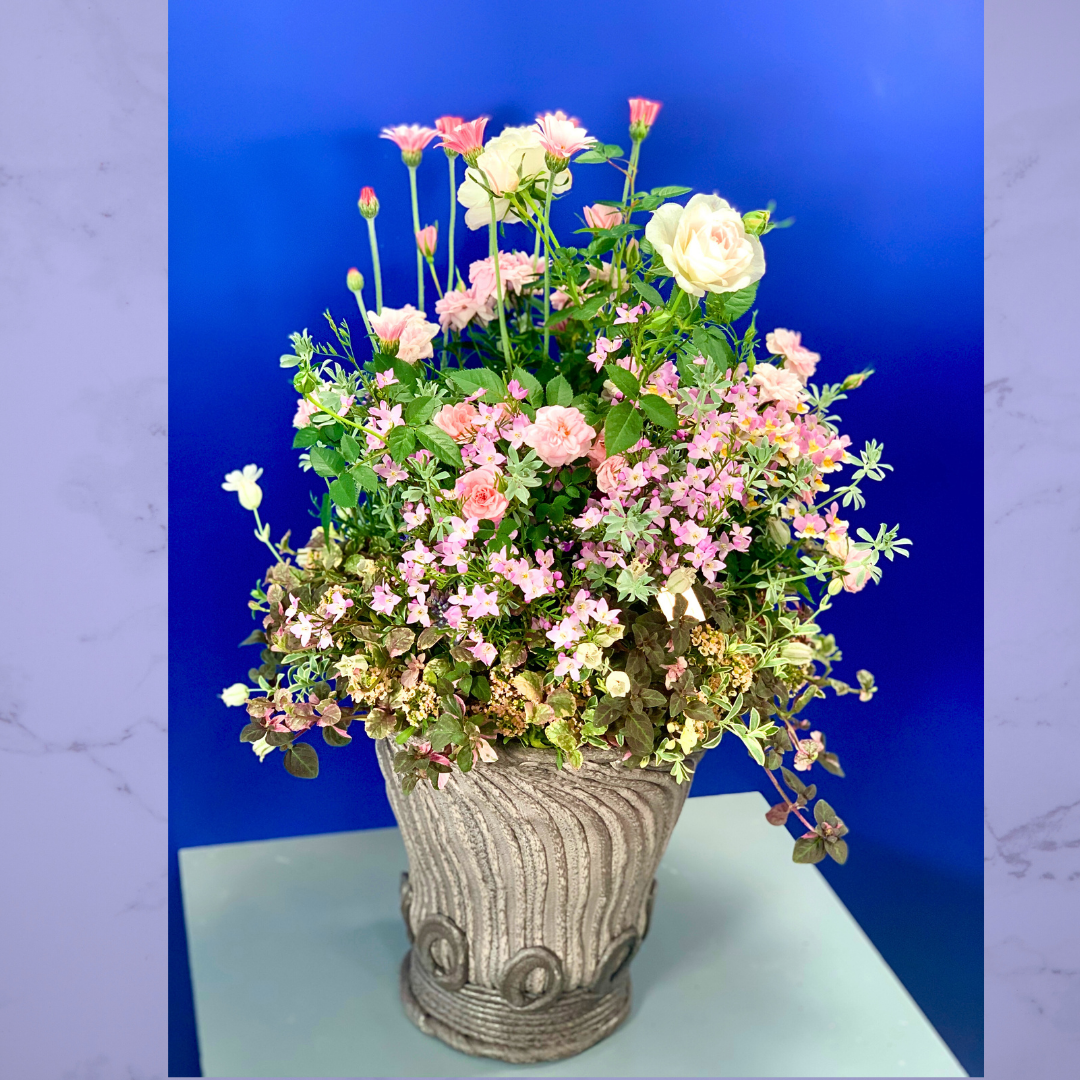 綱木紋鉢 丸鉢Mサイズスリム(MS) 薔薇オプティマ ミニバラミスピーチ姫 ネメシアレモンパイ ボロニアピナータ ローダンセマムアプリコットジャム イベリスクイーンアメジスト ロータスクレティクス リシマキアシューティングスター アジュガ シレネナッキーホワイト スイートアリッサムを使ったかわいいピンクアンティークな寄せ植えギャザリング作品例 はなそうにん オゼジュン先生のプランツギャザリング 寄せ植え用植木鉢