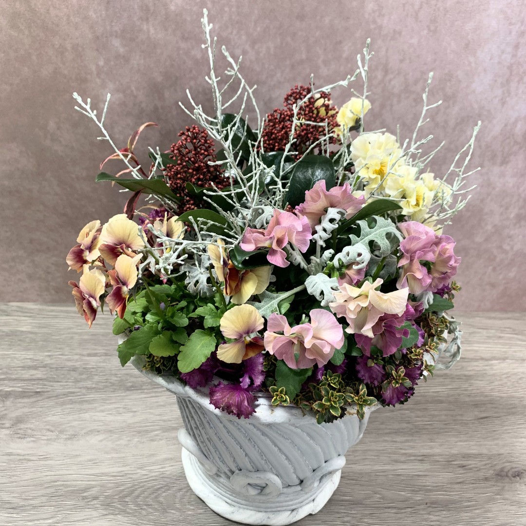 綱木紋鉢 丸鉢Sレギュラー(SR) パンジー ビオラ 葉牡丹 スキミア 白妙菊 カロケファルスプラチーナ ゴールデンタイムを使った寒冷地向け冬から春のプランツギャザリング寄せ植え作品例 はなそうにん オゼジュン先生のプランツギャザリング 寄せ植え用植木鉢