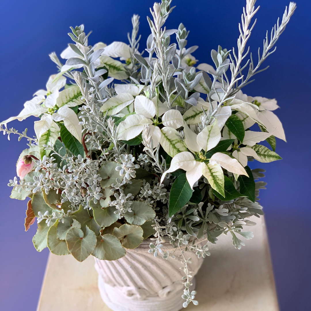 綱木紋鉢 丸鉢Sレギュラー(SR) プリンセチア シクラメン エレモフィラニベア オレナリアリトルスモーキー ピテロディア モクビャッコウを使った冬の室内向けホワイトギャザリング寄せ植え作品例 はなそうにん オゼジュン先生のプランツギャザリング 寄せ植え用植木鉢