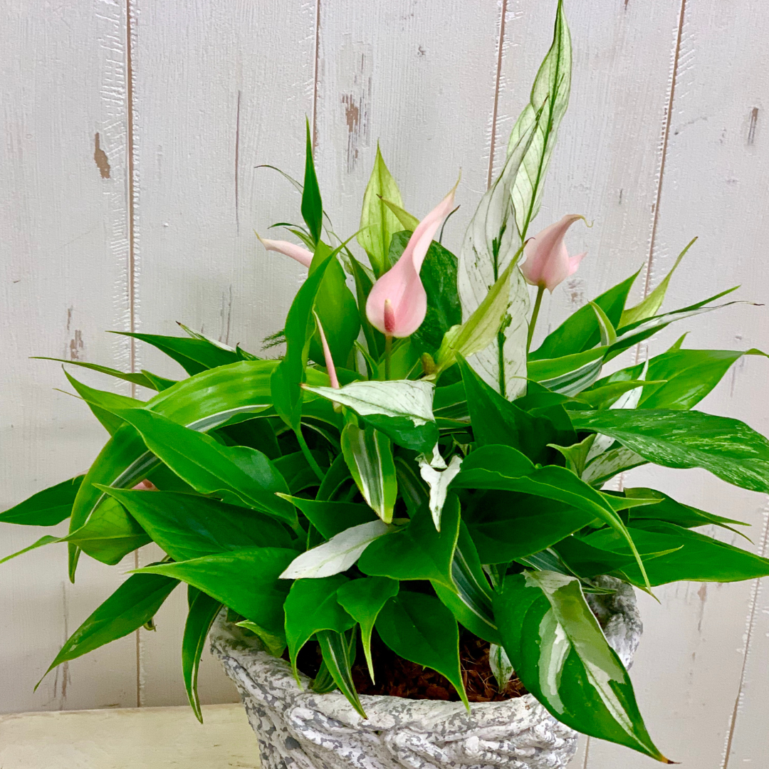 綱木紋鉢 丸鉢Sスリム(SS) スパティフィラム アンスリウムを使った観葉植物の寄せ植え作品例 はなそうにん オゼジュン先生のプランツギャザリング 寄せ植え用植木鉢