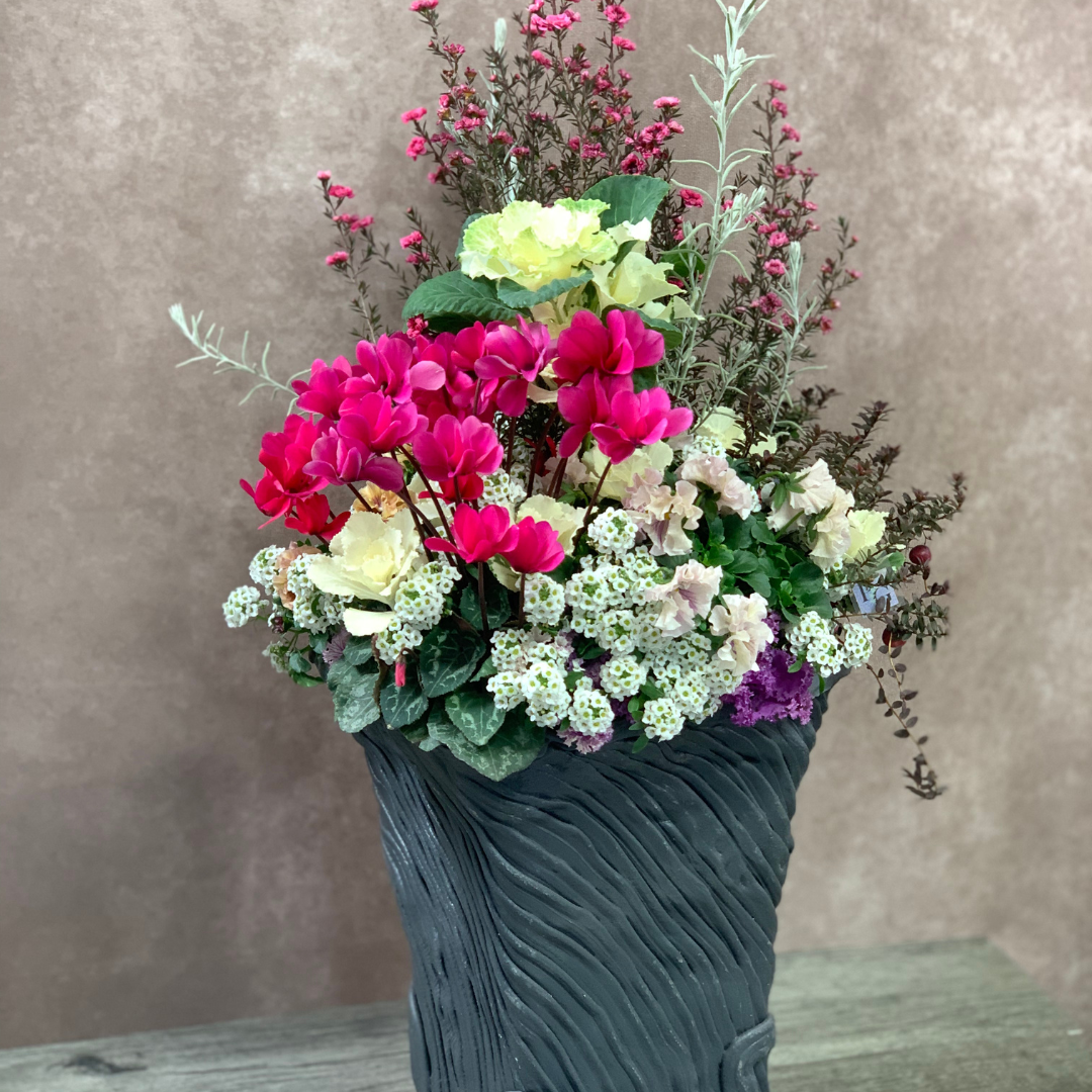 綱木紋鉢 四角鉢 シクラメン 葉ボタン パンジー ギョリュウバイ アリッサムのプランツギャザリング作品 はなそうにん オゼジュン先生のプランツギャザリング 寄せ植え