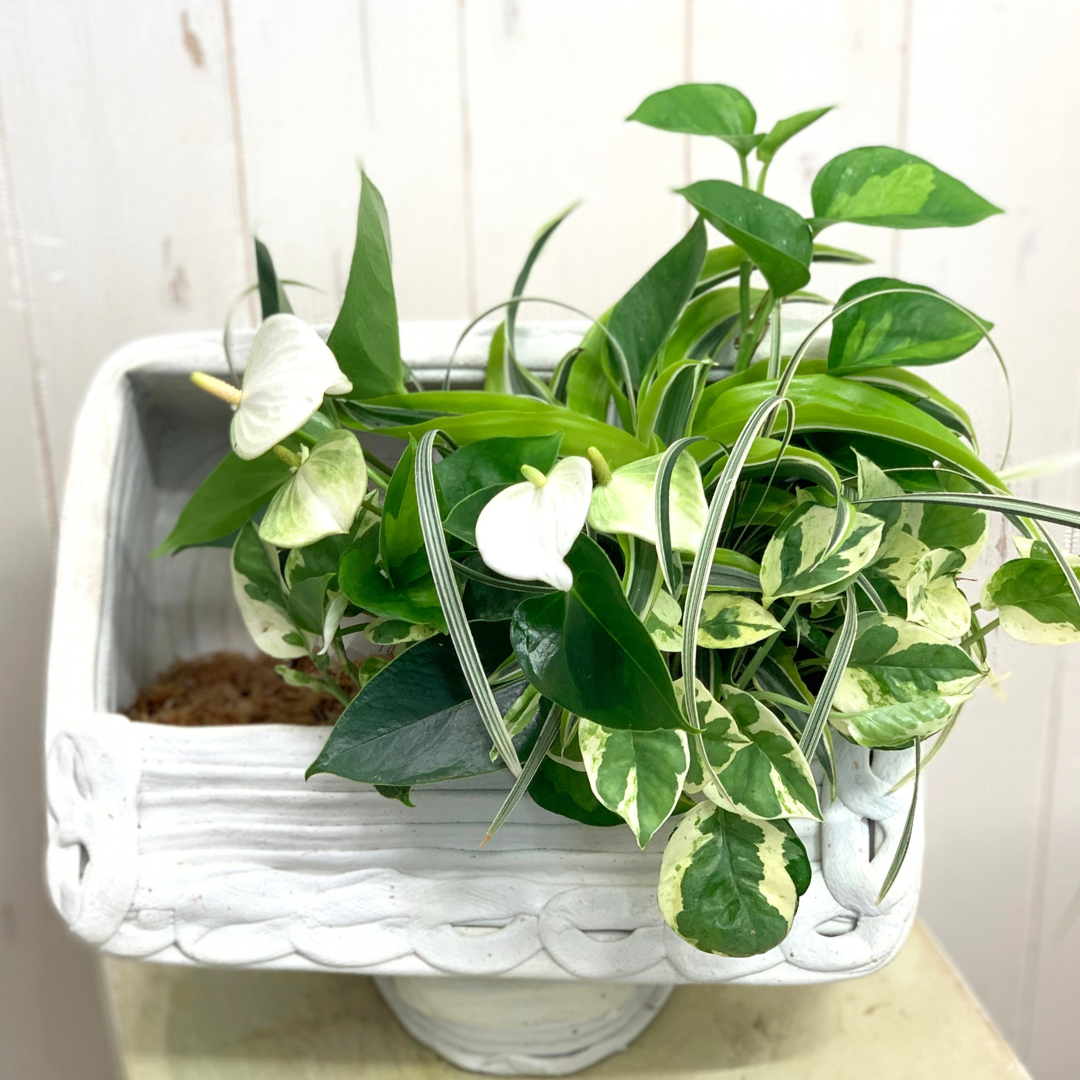 綱木紋鉢 テレビ型 観葉植物のプランツギャザリング作品例 白いアンスリウム ポトス ミスキャンタス はなそうにん オゼジュン先生のプランツギャザリング 寄せ植え