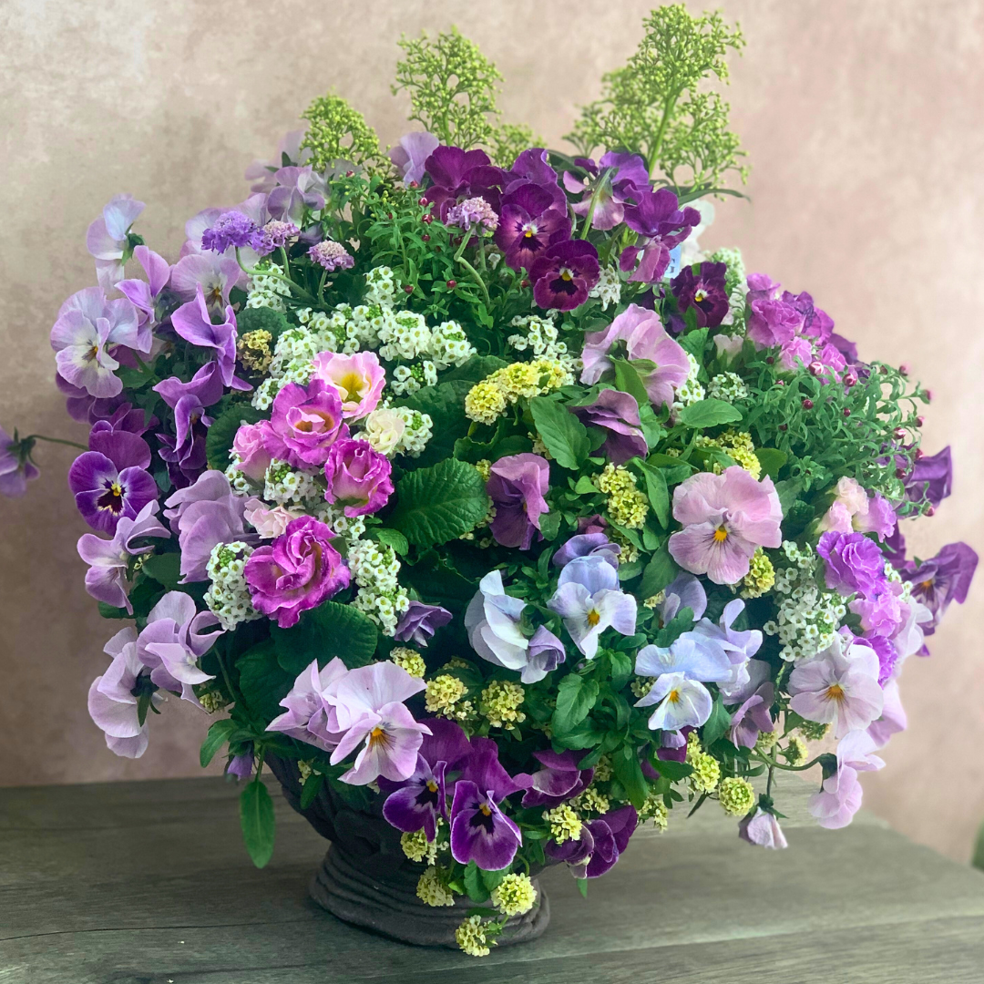 綱木紋ウォールバスケット パンジー シエルブリエ パンジーわらくフレーバーティー プリムラジュリアン ブルーベリーのムース 花かんざし スキミア ルベラ ホワイト スカビオサ ブルーバルーン スイートアリッサム アルールレモンイエロー スイートアリッサム スノークリスタルを使った冬の華やかなハンギングバスケット寄せ植え作品例 はなそうにん オゼジュン先生のプランツギャザリング