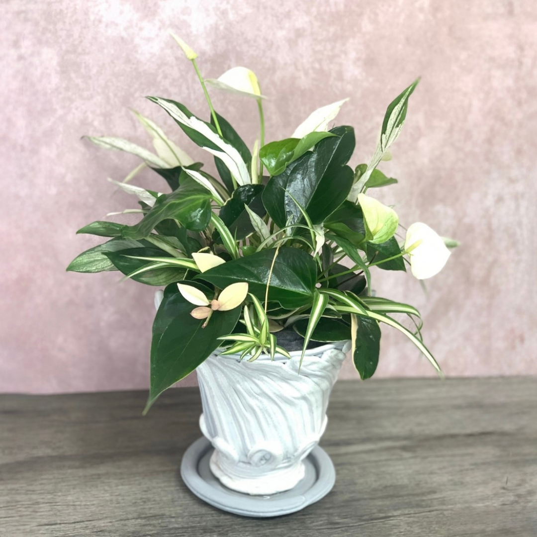 綱木紋鉢 ワインポット耳皿付き アンスリウムエリド 斑入りスパティフィラム オリズルラン ホヤカルノーなどの観葉植物の寄せ植えギャザリング作品例 はなそうにん オゼジュン先生のプランツギャザリング 寄せ植え用植木鉢