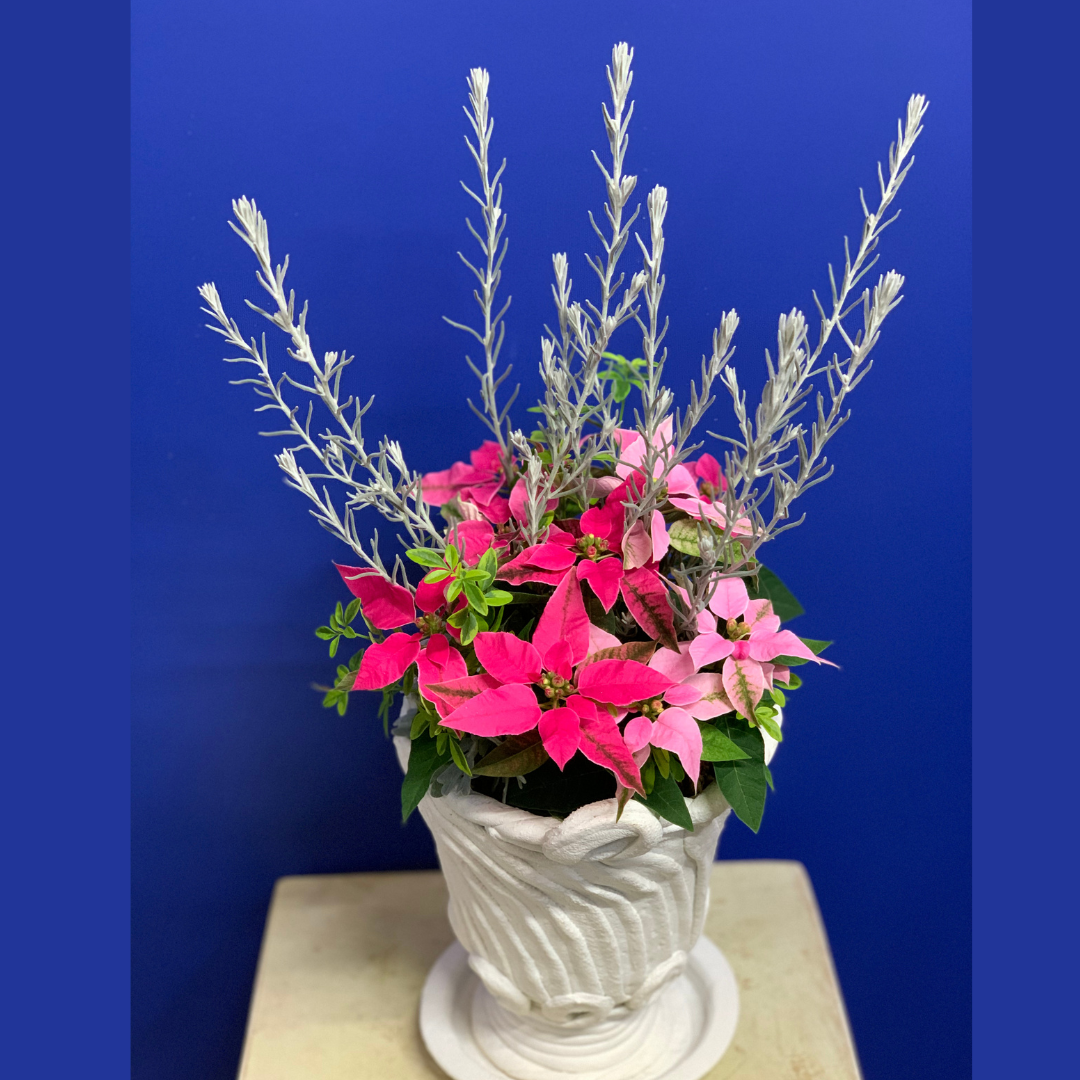 綱木紋鉢 ワインポット耳皿付き プリンセチア エレモフィラニベア プリムローズジャスミンを使ってピンクかわいい冬の室内寄せ植えギャザリング作品例 はなそうにん オゼジュン先生のプランツギャザリング 寄せ植え用植木鉢