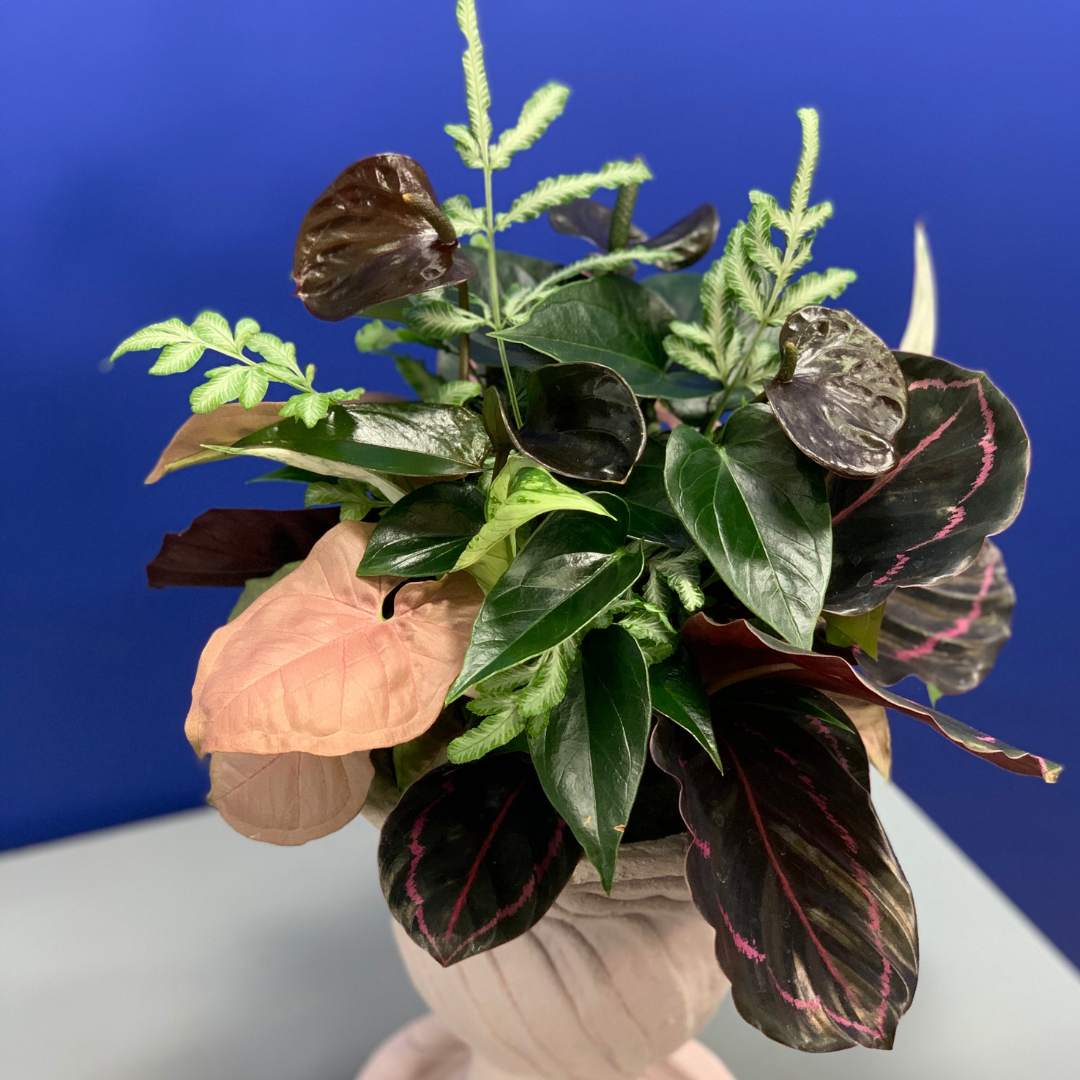 綱木紋鉢 ワインポット皿付き カラテア シンゴニウム 黒いアンスリウム プテリスを使って観葉植物の寄せ植えギャザリング作品例 はなそうにん オゼジュン先生のプランツギャザリング 寄せ植え用植木鉢